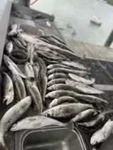 Photo attached to Brad’s review: speckled trout on the cleaning table